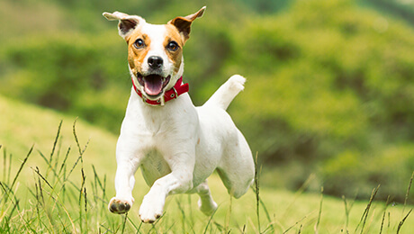 Уход за собакой: Физические упражнения и гимнастика