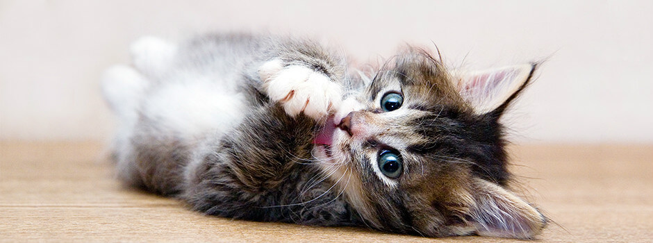 Wide eyed kitten lying down licking its paws