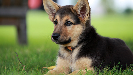 Fluffy brown and black puppy sitting in grass