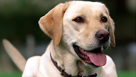 Yellow labrador with tongue out