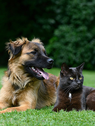 Знакомство собаки с кошкой или котенком