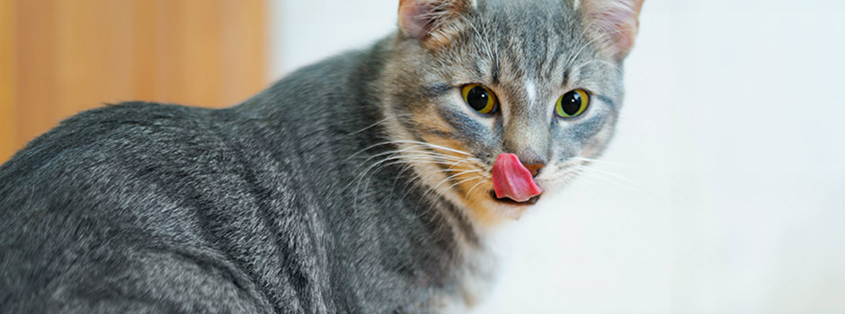 hungry cat with tongue out