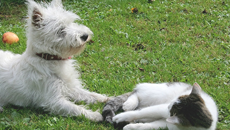 Fluffy white dog sitting in grass with white kitten