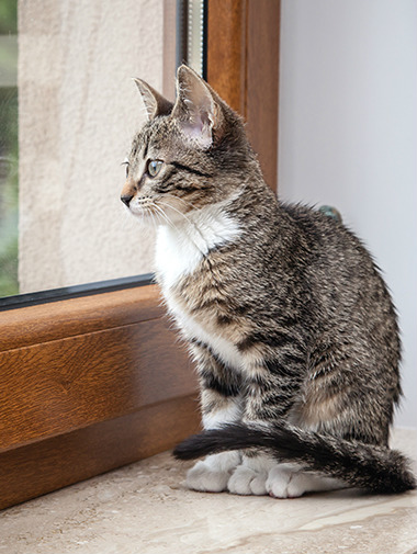 Kitten sitting on window ledge looking out of window