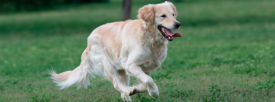 собака крупной породы: голден-ретривер