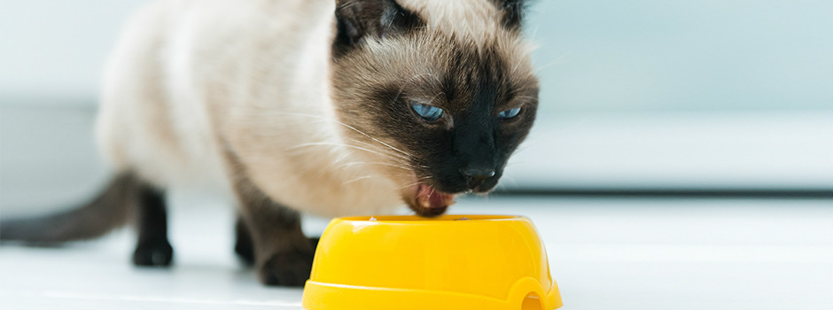 Siamese cat eating