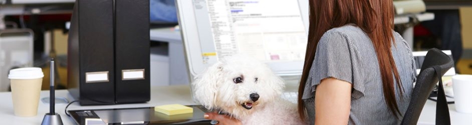 Рекомендации как сделать офис пригодным для домашних животных