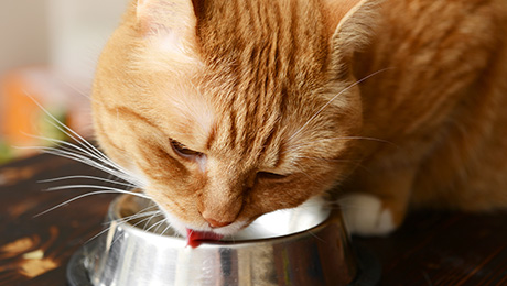 Оранжевая кошка ест
