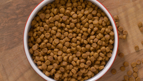 Bowl of dry cat food