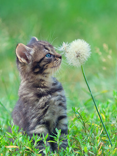 Kitten sitting in grass touching dandelion with its nose
