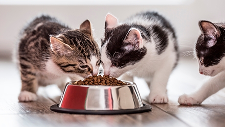 Какое количество корма оптимально для котенка?