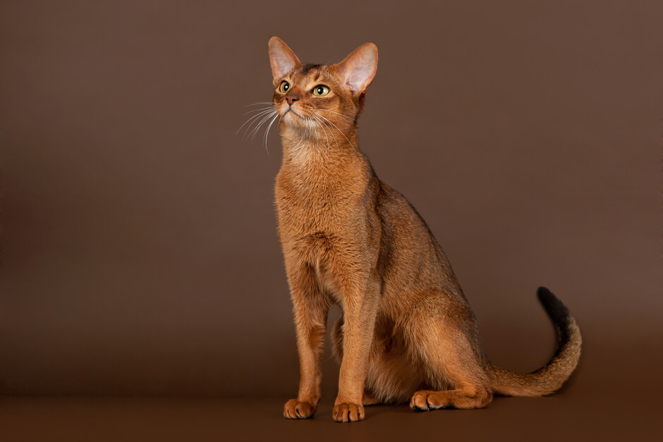 абиссинская кошка фото