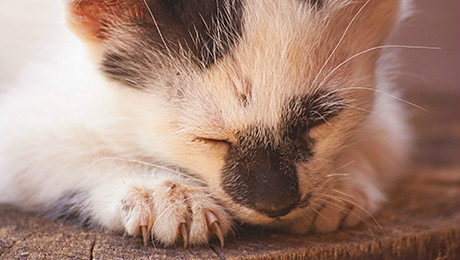 Kitten resting with claws out