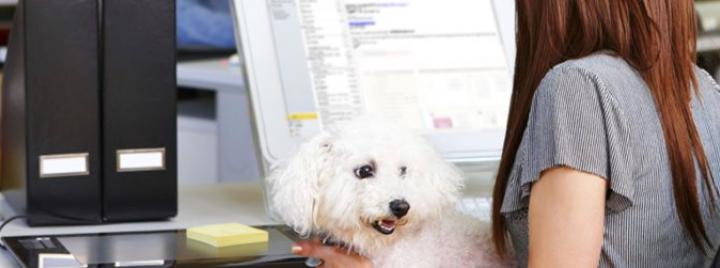 Рекомендации как сделать офис пригодным для домашних животных